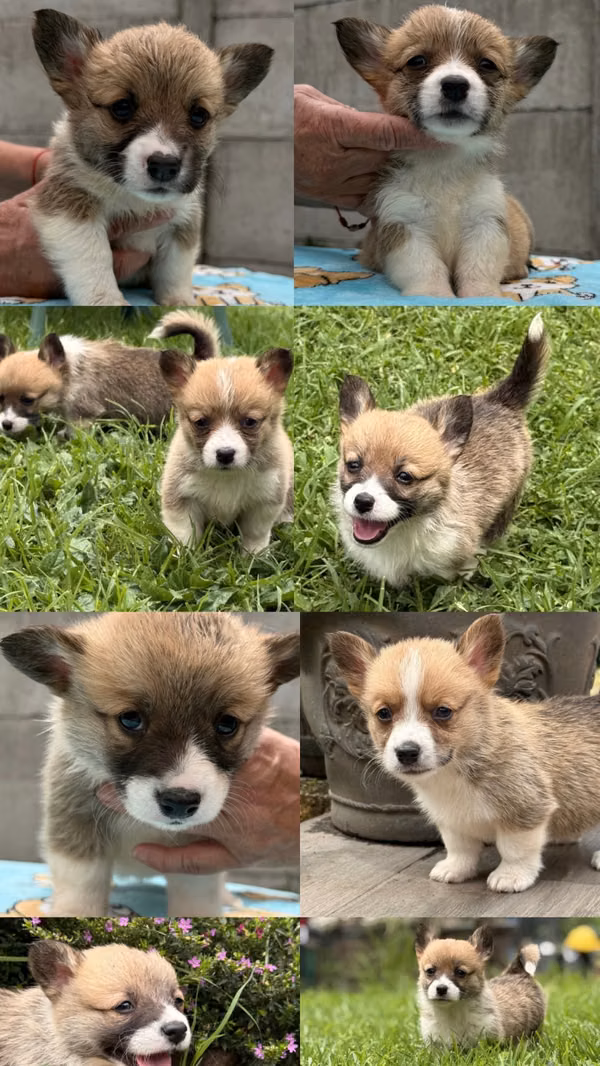 Cachorros corgi 