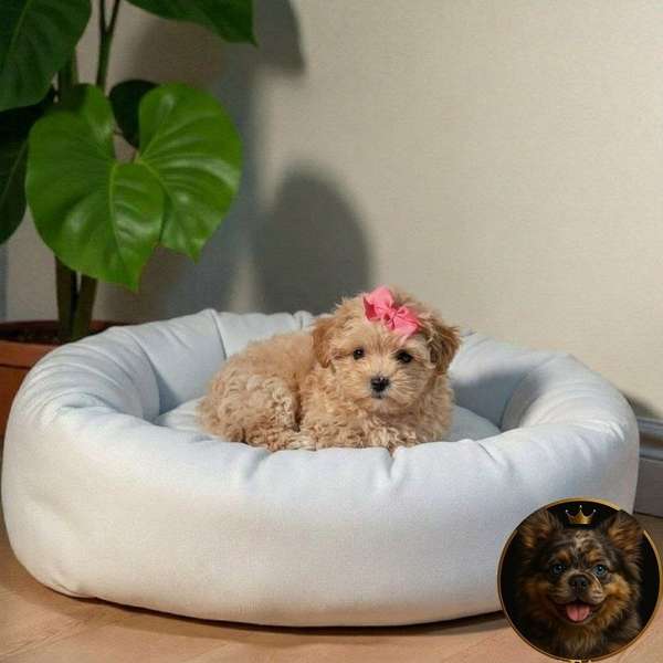 MALTIPOO Cachorro available