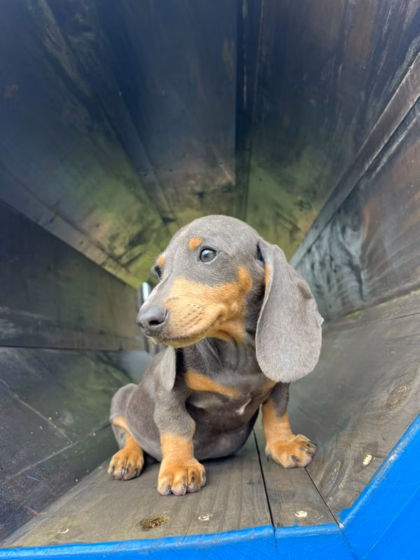 Blue, miniature sausage