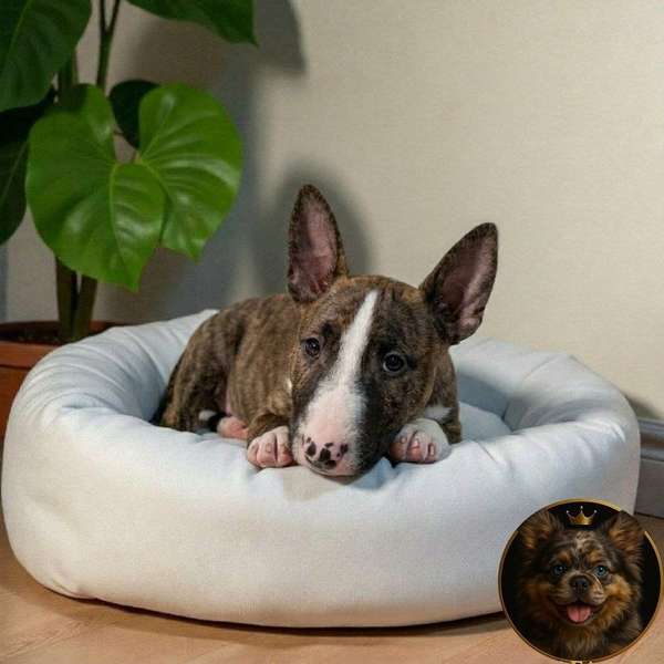Cachorro Bull Terrier / Bull Terrier available