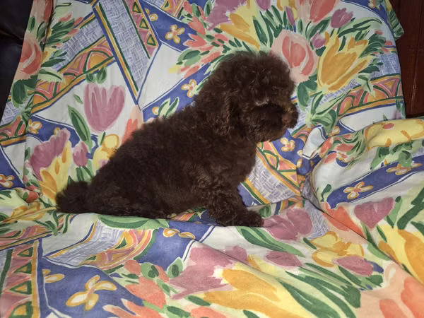 French pudles chocolate
