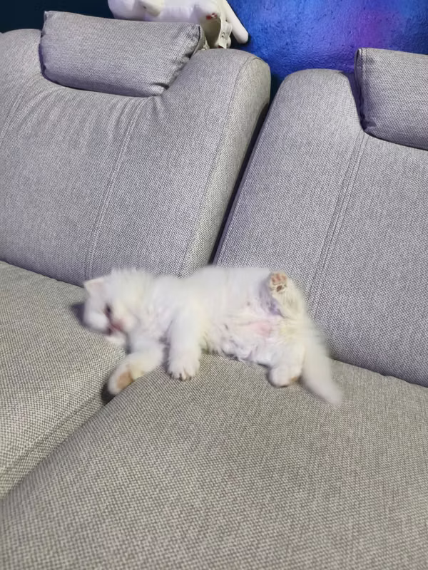 Se venden gatitos Himalaya punto rojo