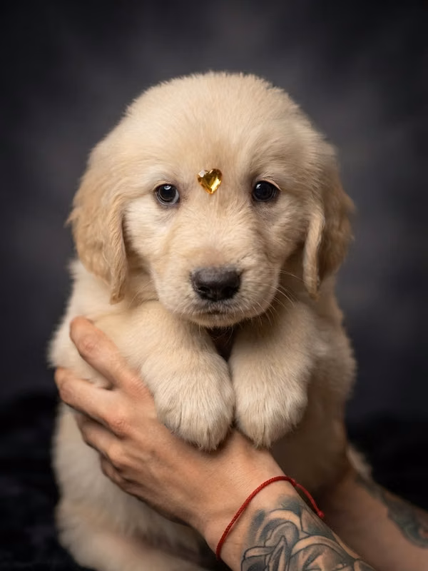 Cachorros Golden Retriever disponibles 