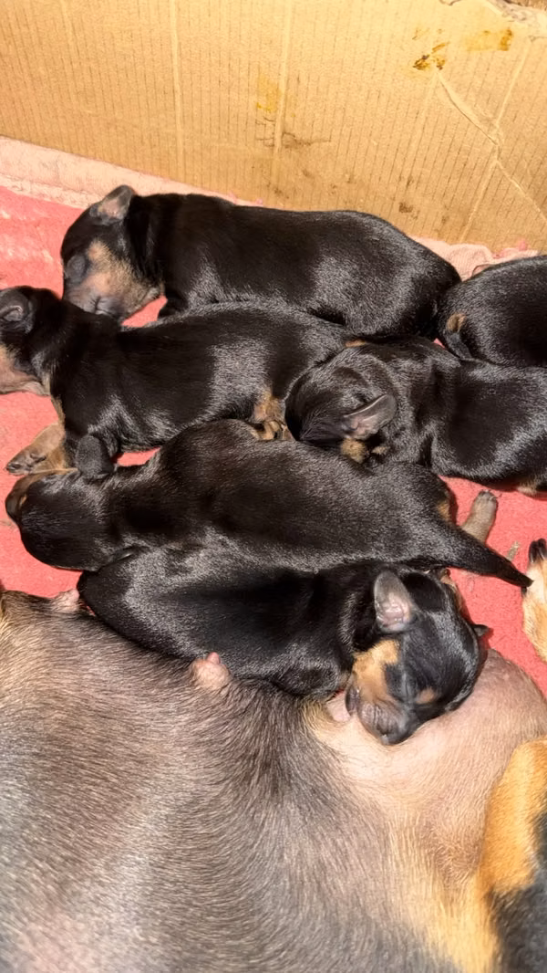 Hermosos cachorros salchichas