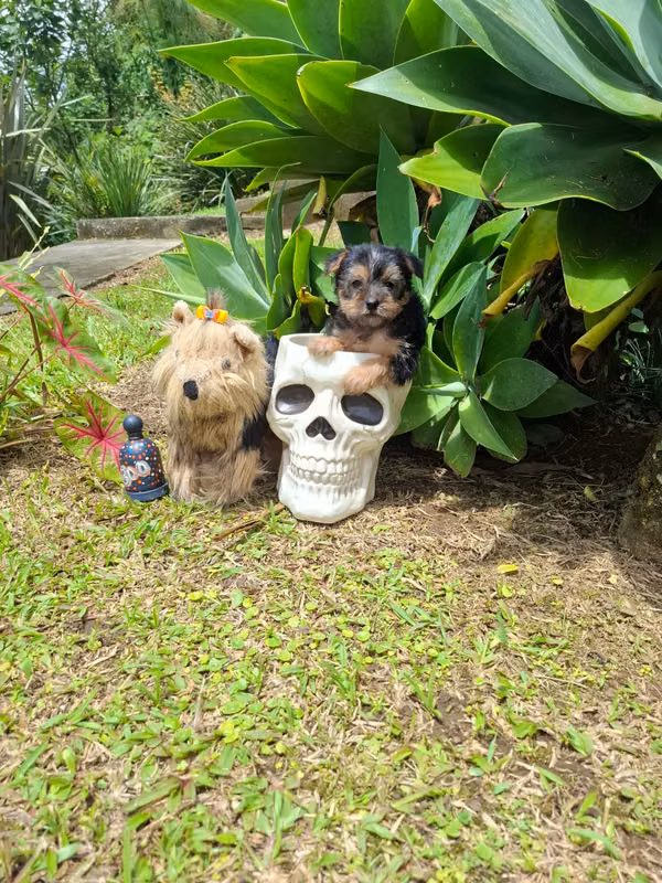 yorkie hembra standar 