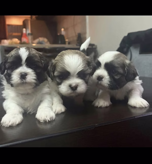 Perros shitzu 
