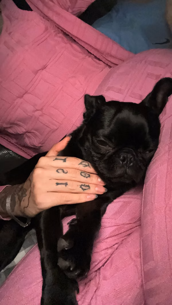 Pug hembra para casa permanente 