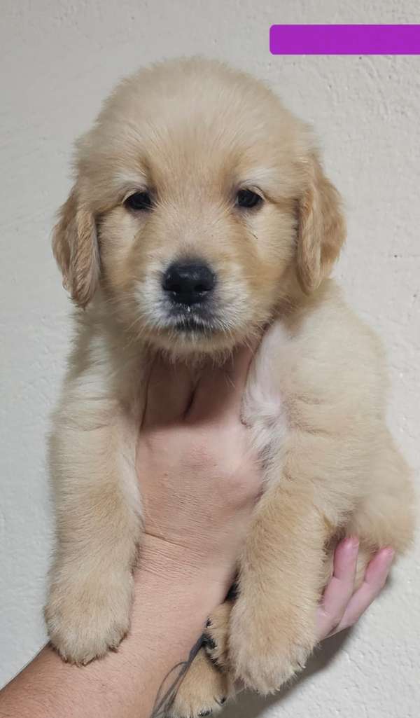 Golden Retriever 