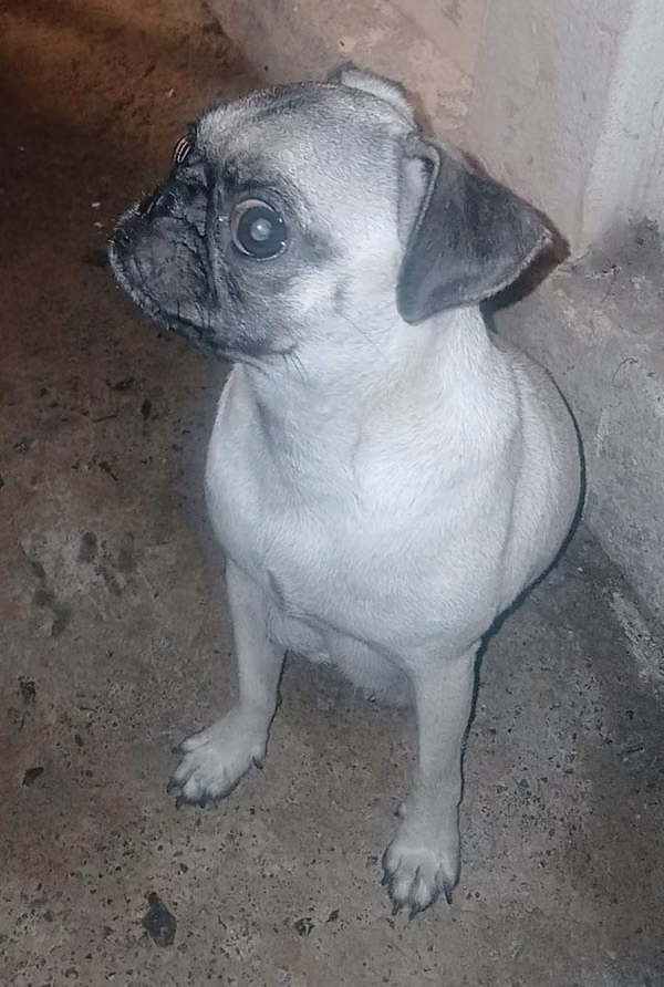 perro pug
