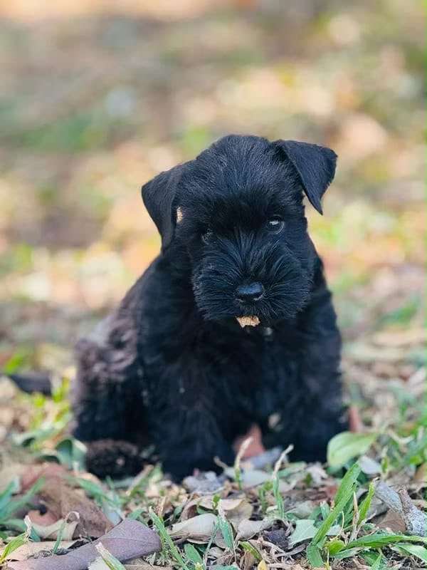 Schnauzer miniatura negro puro  línea exclusiva.