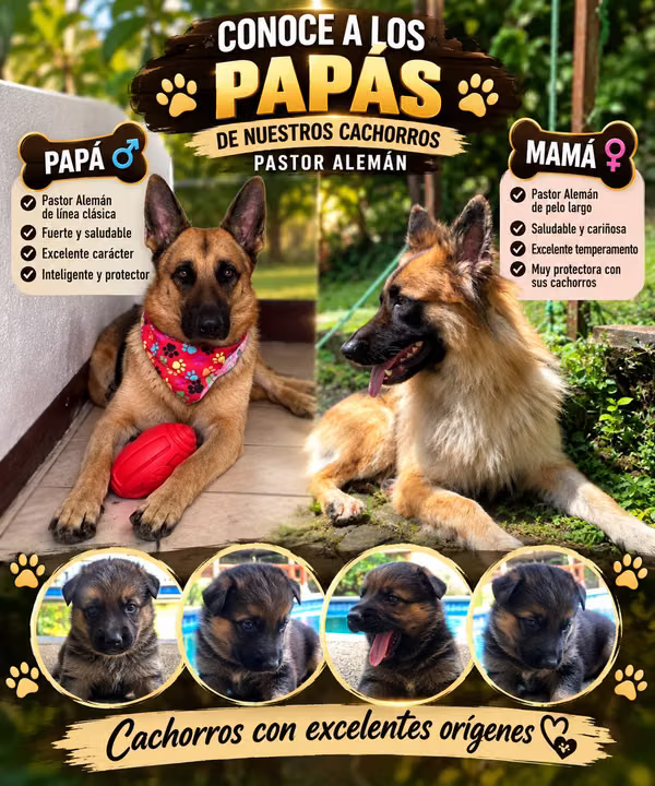 Información de Pastores Alemanes al 