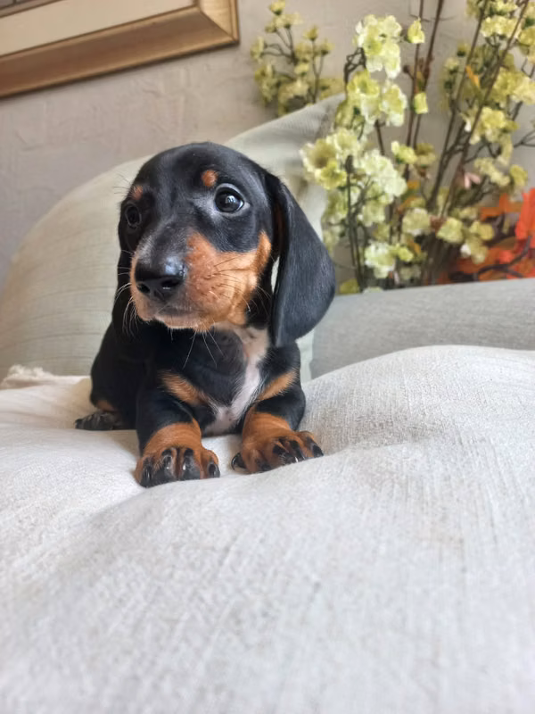 Salchicha negro piebald ,precioso ,orejas largas ,patitas gruesas,una belleza