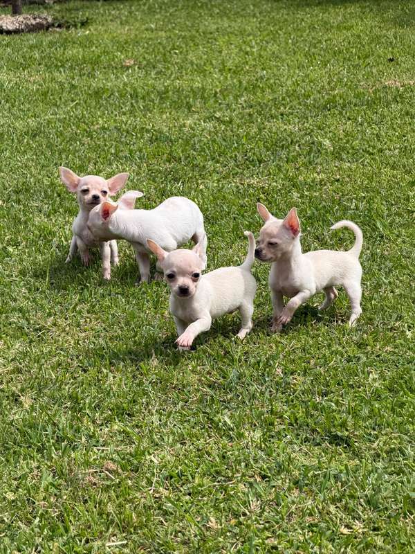 Chihuahuas 