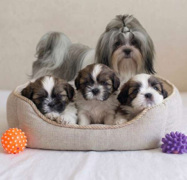 Shih Tzu Imperial 