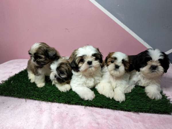 Shih Tzu hembra 