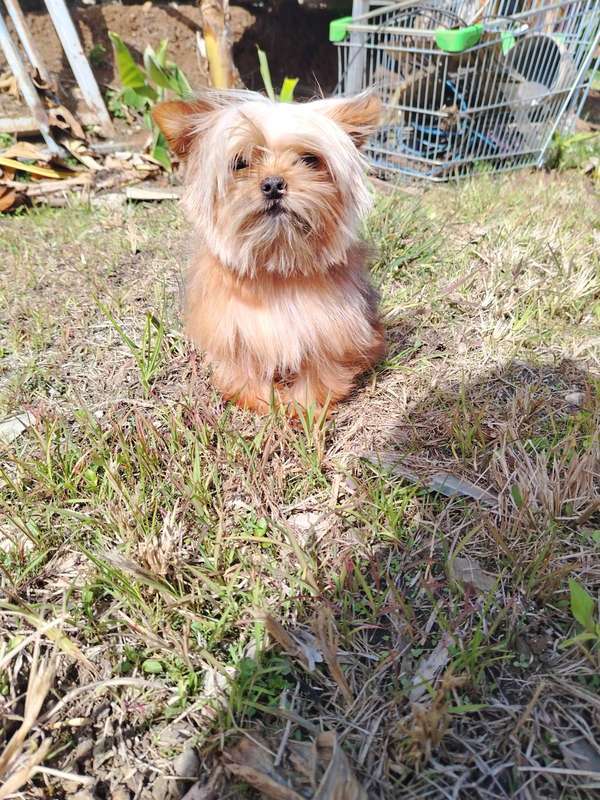  yorkie míni hembra 