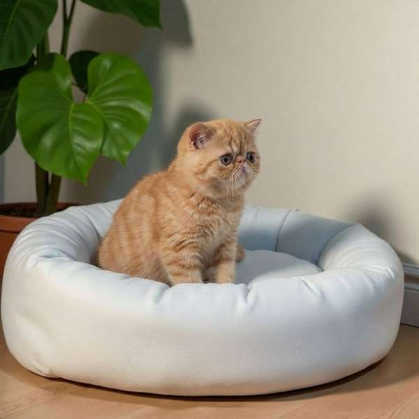 Gatito EXOTICO DE PELO CORTO disponible