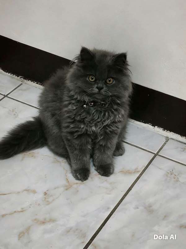 Gato Persa punto Azul Macho 