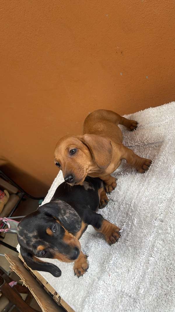 Se venden salchichas macho y hembra 