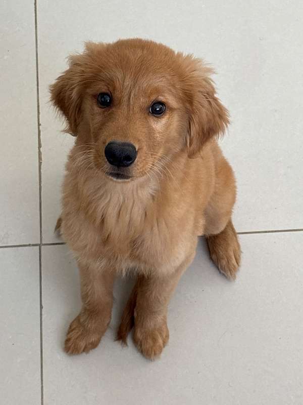 Se vende Golden Retriever Hembra