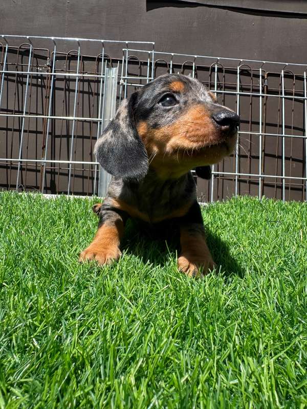 Cachorros Dachshund 