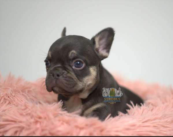 Bulldog Francés Exóticos 