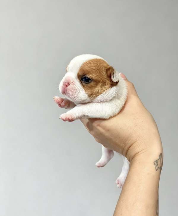 Hermosas bulldog francés 