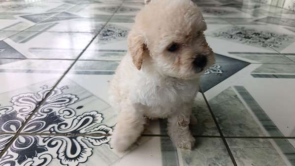 Se venden Frespooll