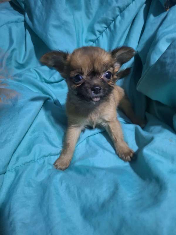 Chihuahua macho pelo largo