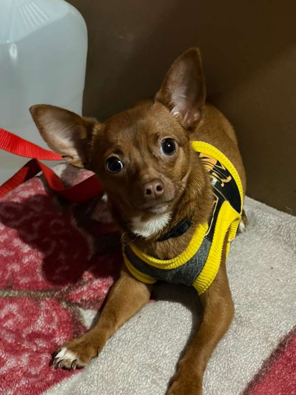 Se vende hermoso chihuahua 
