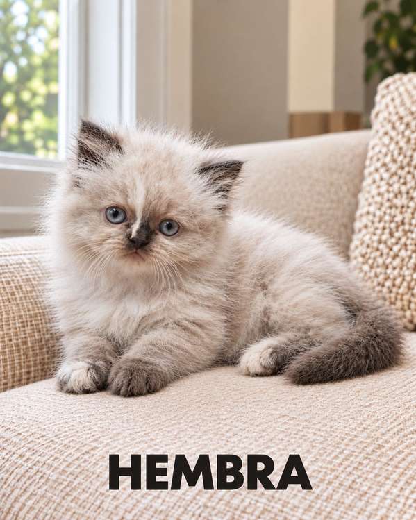 Gatitos persa e himalaya