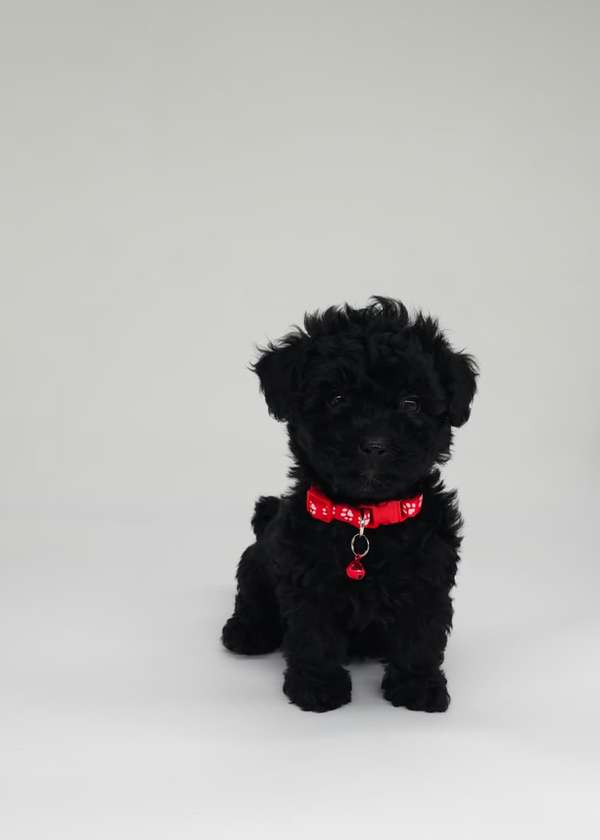 French poodle tacita hembra y machos 
