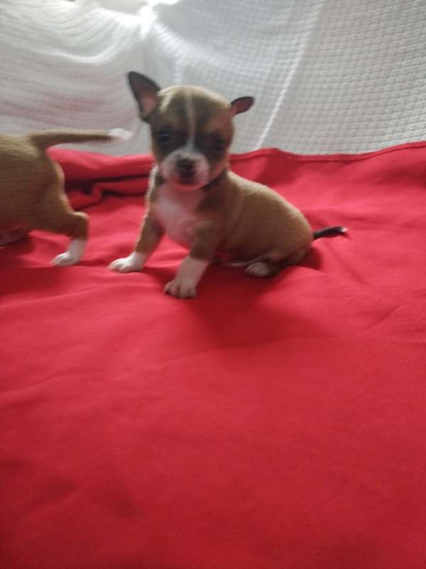 Chihuahuas cabeza de manzana 