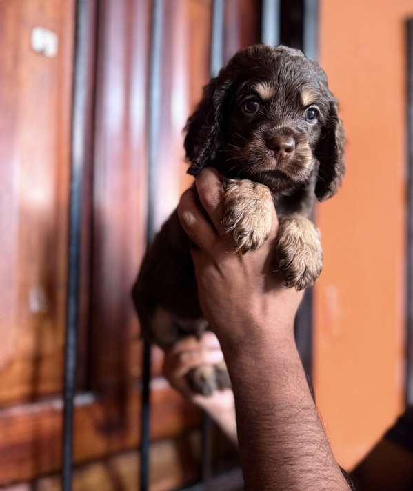 COCKER SPANIEL INGLES