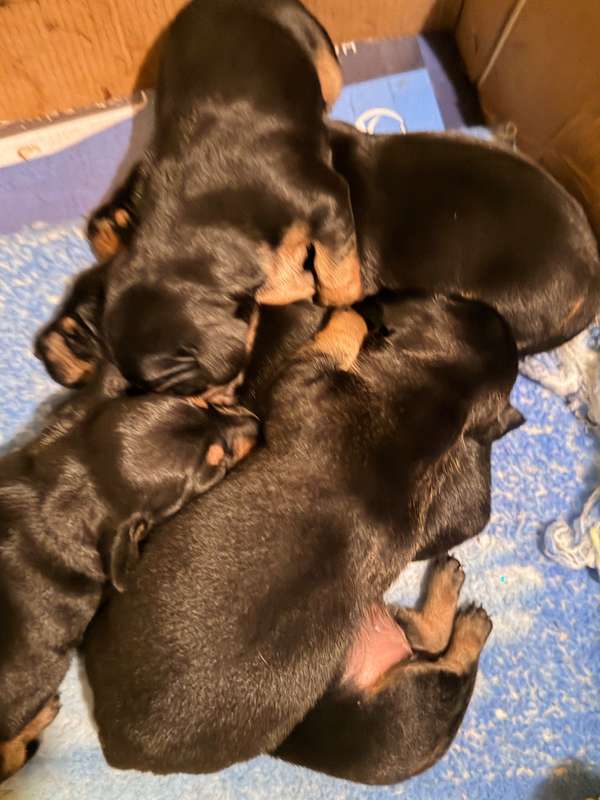 Hermosos bebés salchichas 