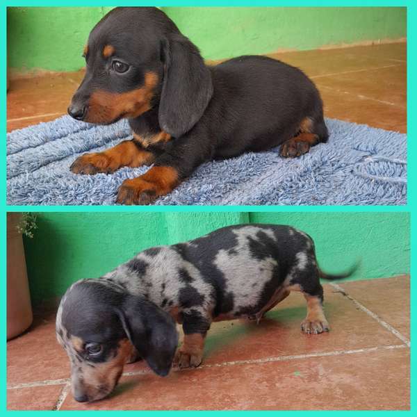Pareja de salchicha mini venta