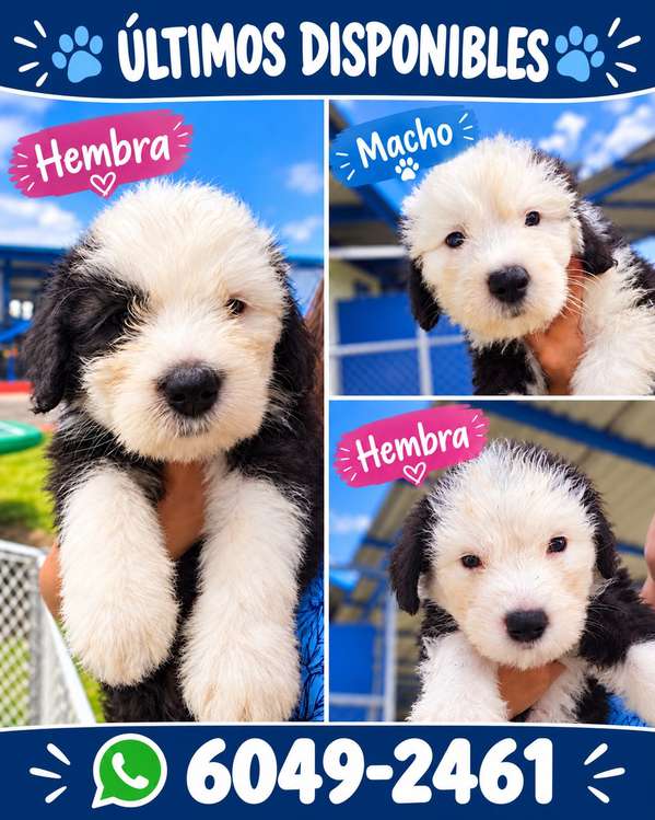 Cachorros Viejo Pastor Ovejero Ingles