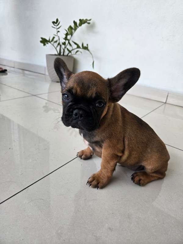  Bulldog Francés Fawn 