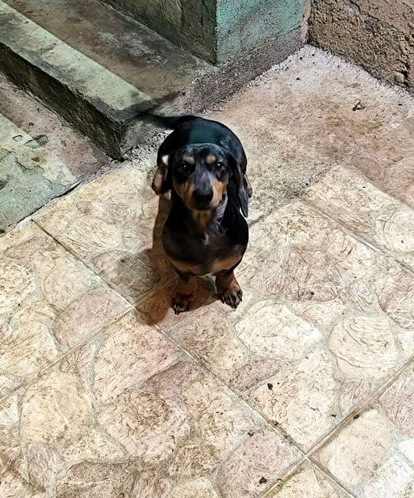 Toby