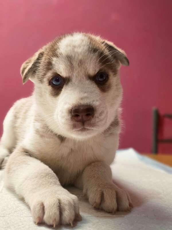 Husky