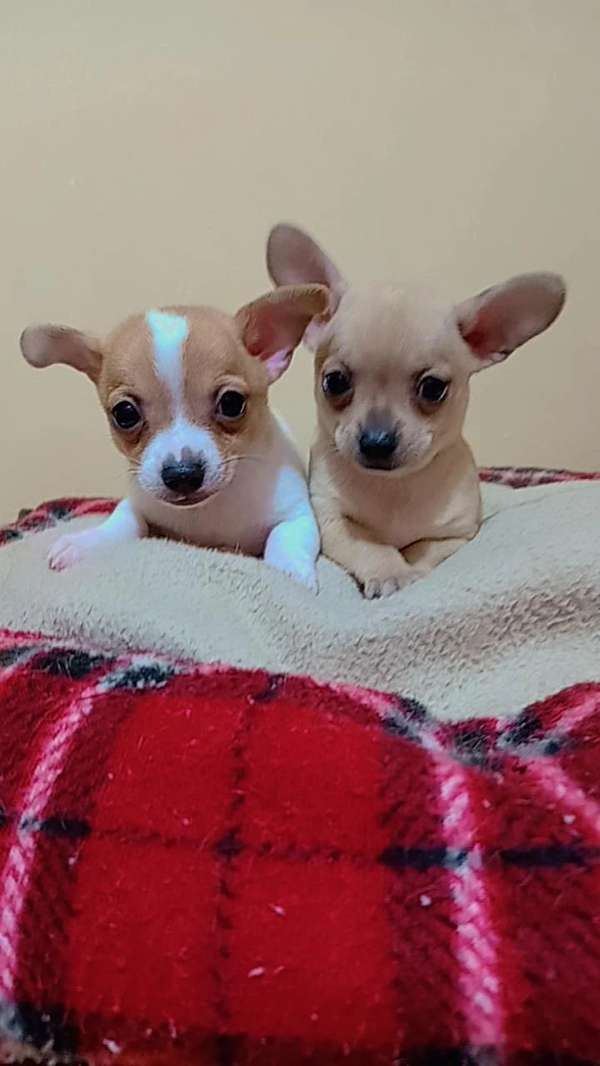 Machitos Mini chihuahua 
