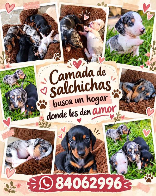 Cachorros salchicas