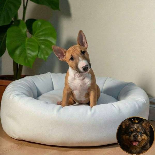 Cachorro Bull Terrier / Bull Terrier disponible