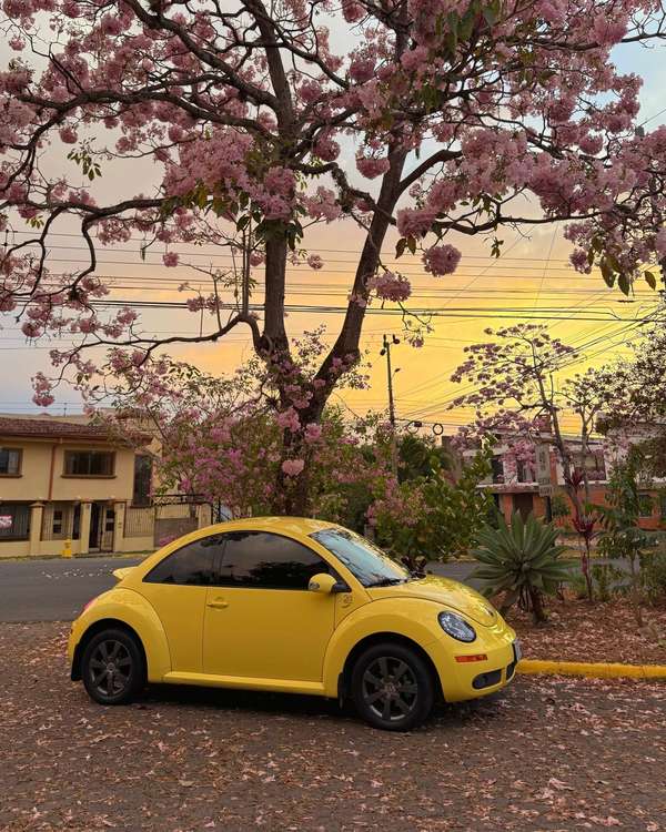 Volkswagen Beetle 