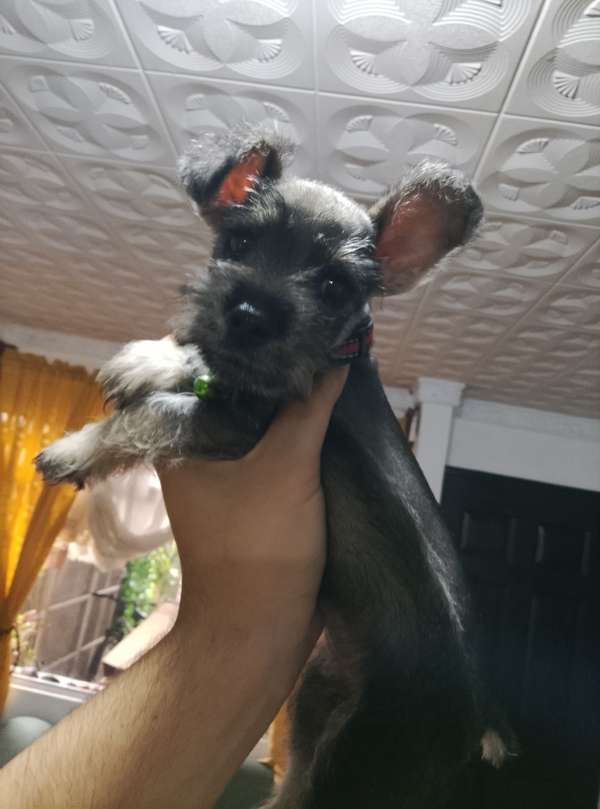Schnauzer macho 