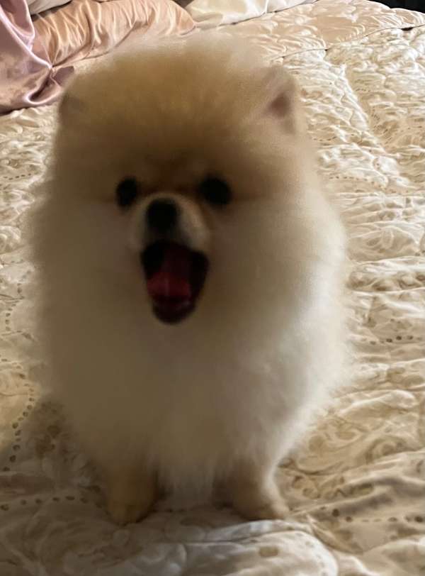 Bellos Pomerania