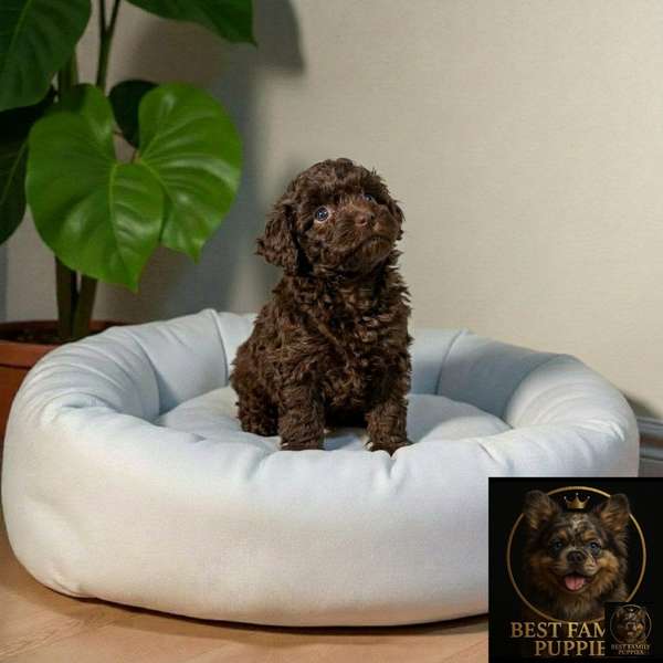 Cachorro FRENCH POODLE CHOCOLATE MINIATURA disponible