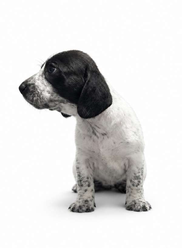 Salchicha Piebald 