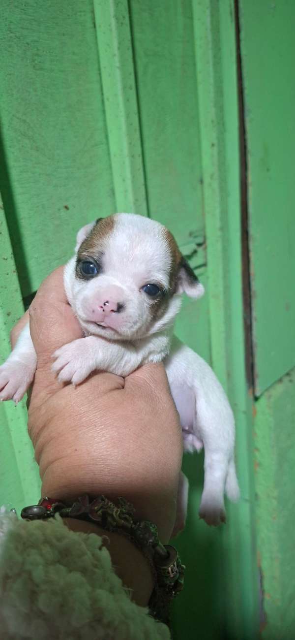 Bello machito chihuahua mini 