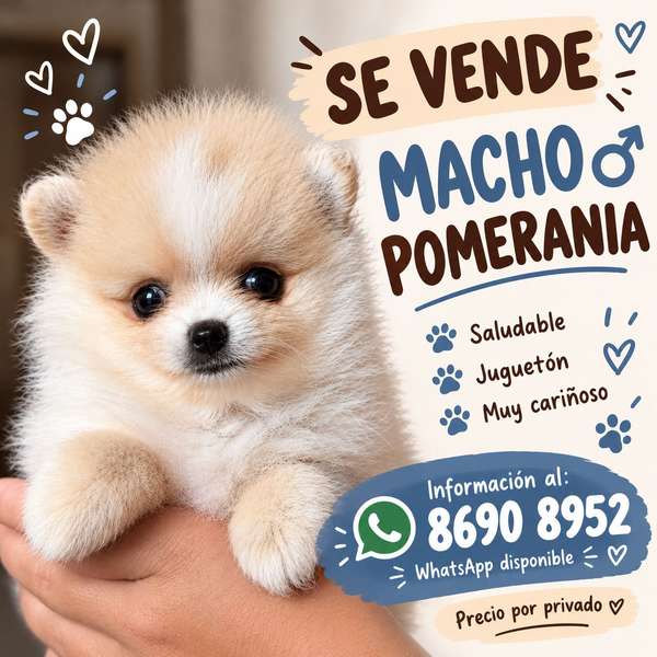 Cachorro Macho Pomerania